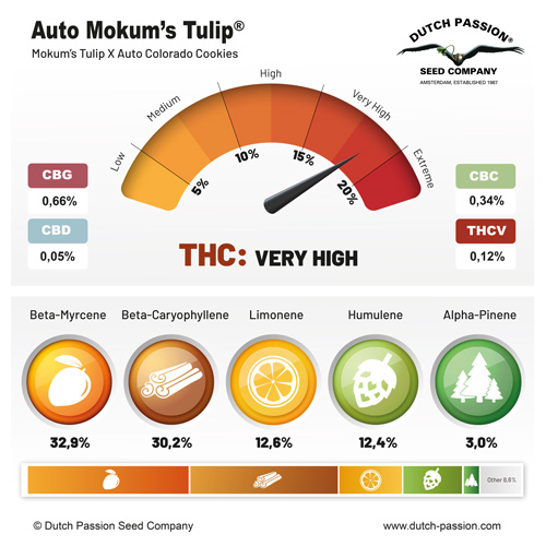Auto Mokum's Tulip cannabinoids and terpenes